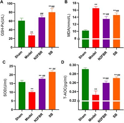 Number 2 Feibi Recipe Ameliorates Pulmonary Fibrosis by Inducing Autophagy Through the GSK-3β/mTOR Pathway